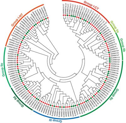 Genome-Wide Profiling of WRKY Genes Involved in Benzylisoquinoline Alkaloid Biosynthesis in California <mark class="highlighted">Poppy</mark> (Eschscholzia californica)